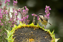 Load image into Gallery viewer, Sunflower, Black Oil