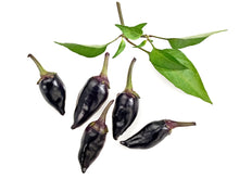 Load image into Gallery viewer, Pepper, Black Hungarian