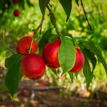 Load image into Gallery viewer, Nectarine, Flavortop