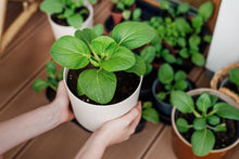 Load image into Gallery viewer, Pak Choi, Canton
