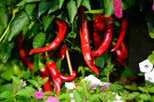 Load image into Gallery viewer, Pepper, Jimmy Nardello