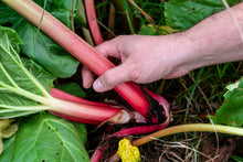 Load image into Gallery viewer, Rhubarb, Glaskins Perpetual