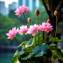 Load image into Gallery viewer, Lotus, Bowl