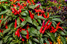 Load image into Gallery viewer, Pepper, Anaheim Chili