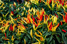 Load image into Gallery viewer, Pepper, Anaheim Chili