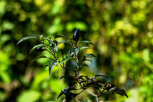 Load image into Gallery viewer, Pepper, Royal Black
