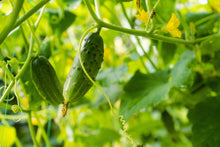 Load image into Gallery viewer, Cucumber, National Pickling