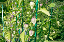 Load image into Gallery viewer, Tomatillo, Purple