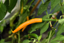 Load image into Gallery viewer, Pepper, Cayenne Mix