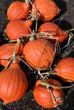 Load image into Gallery viewer, Winter Squash, Golden Hubbard