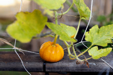Load image into Gallery viewer, Pumpkin, Mini Mix