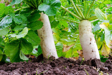 Load image into Gallery viewer, Radish, Japanese Minowase