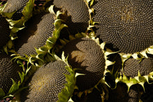Load image into Gallery viewer, Sunflower, Black Oil
