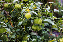 Load image into Gallery viewer, Tomatillo, Grande Rio Verde