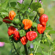 Load image into Gallery viewer, Pepper, Carolina Reaper