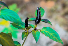 Load image into Gallery viewer, Pepper, Black Hungarian