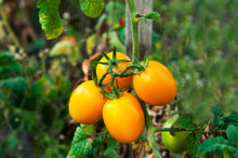 Load image into Gallery viewer, Tomato, Yellow Plum