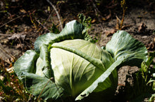 Load image into Gallery viewer, Cabbage, Flat Dutch Late
