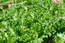 Load image into Gallery viewer, Chicory, Salad King Endive