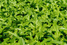 Load image into Gallery viewer, Chicory, Salad King Endive