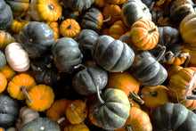 Load image into Gallery viewer, Pumpkin, Mini Mix