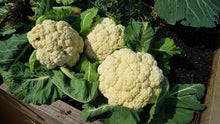 Load image into Gallery viewer, Cauliflower, Snowball