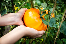 Load image into Gallery viewer, Tomato, Pineapple