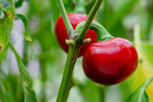 Load image into Gallery viewer, Pepper, Sweet Cherry