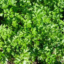 Load image into Gallery viewer, Parsley, Flat Leaf