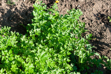 Load image into Gallery viewer, Parsley, Flat Leaf