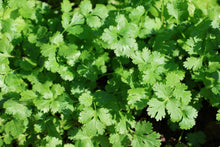 Load image into Gallery viewer, Cilantro, Fiesta Green