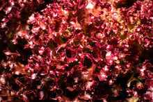 Load image into Gallery viewer, Lettuce, Leaf Red Salad Bowl