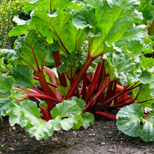 Load image into Gallery viewer, Rhubarb, Victoria