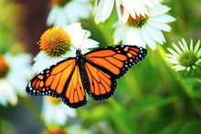 Load image into Gallery viewer, Echinacea