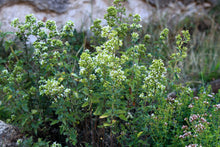 Load image into Gallery viewer, Oregano, Greek