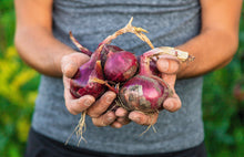 Load image into Gallery viewer, Onion, Red Burgundy