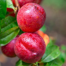 Load image into Gallery viewer, Nectarine, Flavortop