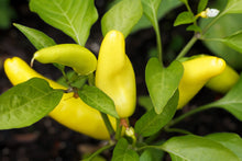 Load image into Gallery viewer, Pepper, Hungarian Hot Wax