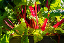 Load image into Gallery viewer, Swiss Chard, Ruby Red
