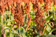 Load image into Gallery viewer, Sorghum, Honey Drip
