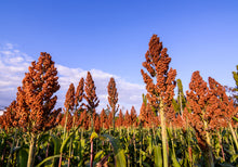 Load image into Gallery viewer, Sorghum, Wild Game Food