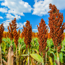 Load image into Gallery viewer, Sorghum, Honey Drip