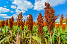 Load image into Gallery viewer, Sorghum, Honey Drip