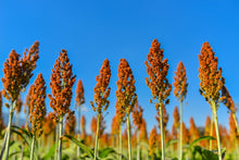 Load image into Gallery viewer, Sorghum, Honey Drip