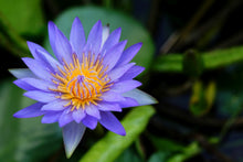Load image into Gallery viewer, Water Lily, Blue