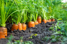 Load image into Gallery viewer, Carrot,  Scarlet Nantes