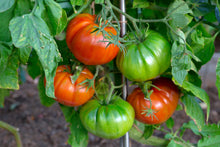 Load image into Gallery viewer, Tomato, Beefsteak