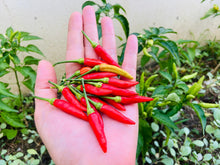 Load image into Gallery viewer, Pepper, Bird's Eye Chili