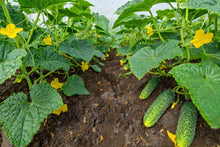 Load image into Gallery viewer, Cucumber, National Pickling