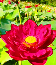 Load image into Gallery viewer, Lotus, Mixed Colors - Organic
